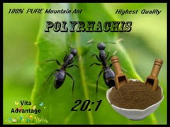 100% PURE & WILD Mountain Ant Vic. Roger Polyrhachis 20:1 Extract powder 100g.